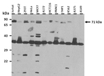 RNF207 Antibody in Western Blot (WB)