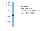 RITA1 Antibody in Western Blot (WB)