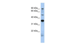 PRR19 Polyclonal Antibody
