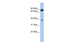 PRR19 Polyclonal Antibody