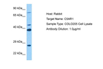 PROL1 Polyclonal Antibody