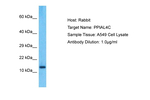 PPIAL4C Polyclonal Antibody