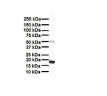 PPAR alpha Antibody in Western Blot (WB)