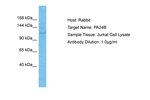 PLA2G4B Polyclonal Antibody
