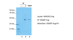 OSGEP Antibody in Immunoprecipitation (IP)