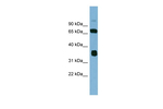 OSGEP Antibody in Western Blot (WB)