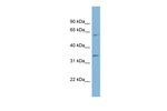 OSGEP Polyclonal Antibody