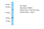 OR5M1/OR5M10 Antibody in Western Blot (WB)