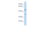 OR2L8 Polyclonal Antibody