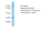 OR10G9 Antibody in Western Blot (WB)