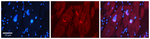 NFIL3 Polyclonal Antibody