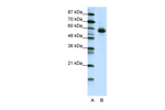 NFIL3 Antibody in Western Blot (WB)