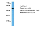 NFIL3 Antibody in Western Blot (WB)