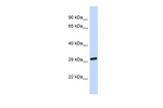 NAALAD2 Antibody in Western Blot (WB)