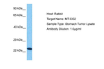 MTCO2 Polyclonal Antibody