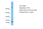 MRPS33 Antibody in Western Blot (WB)