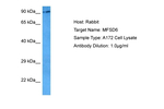 MFSD6 Polyclonal Antibody