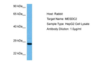 MESDC2 Polyclonal Antibody