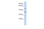 MEF2B Antibody in Western Blot (WB)