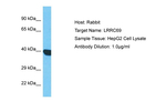 LRRC69 Polyclonal Antibody