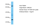 LRRC36 Polyclonal Antibody