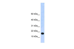 LOC115648 Polyclonal Antibody