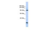 KIAA1024 Polyclonal Antibody