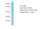 KCTD20 Polyclonal Antibody