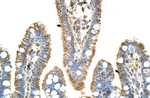 KARS Antibody in Immunohistochemistry (Paraffin) (IHC (P))