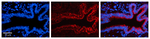 KARS Antibody in Immunohistochemistry (Paraffin) (IHC (P))