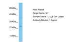 IL-7 Polyclonal Antibody