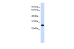 IL-33 Antibody in Western Blot (WB)