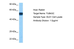 TUBA3D Polyclonal Antibody