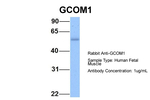 GCOM1 Antibody in Western Blot (WB)