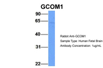 GCOM1 Antibody in Western Blot (WB)