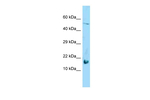 Galectin 7 Antibody in Western Blot (WB)