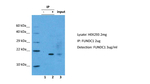 FUNDC1 Antibody in Immunoprecipitation (IP)