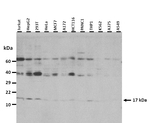 FUNDC1 Polyclonal Antibody