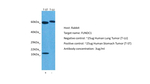FUNDC1 Antibody in Western Blot (WB)