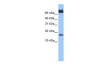 FUNDC1 Antibody in Western Blot (WB)