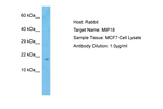 FAM96B Polyclonal Antibody