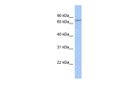 ENTHD1 Polyclonal Antibody