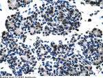 ELOA Polyclonal Antibody