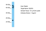 DSCR3 Polyclonal Antibody