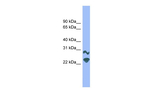 DRGX Antibody in Western Blot (WB)