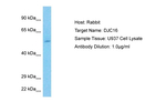 DNAJC16 Antibody in Western Blot (WB)