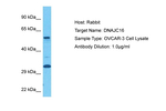 DNAJC16 Polyclonal Antibody