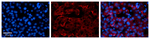 CTAGE5 Polyclonal Antibody