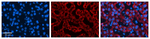CTAGE5 Antibody in Immunohistochemistry (Paraffin) (IHC (P))