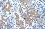 COX1 Polyclonal Antibody